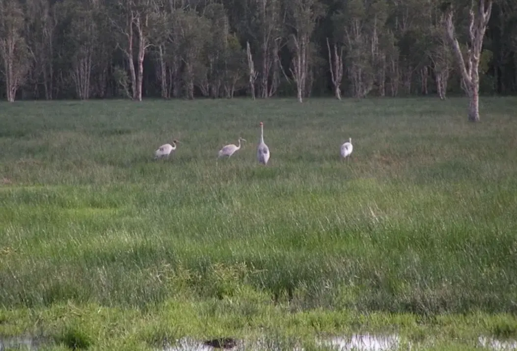 Shark Creek Wetlands