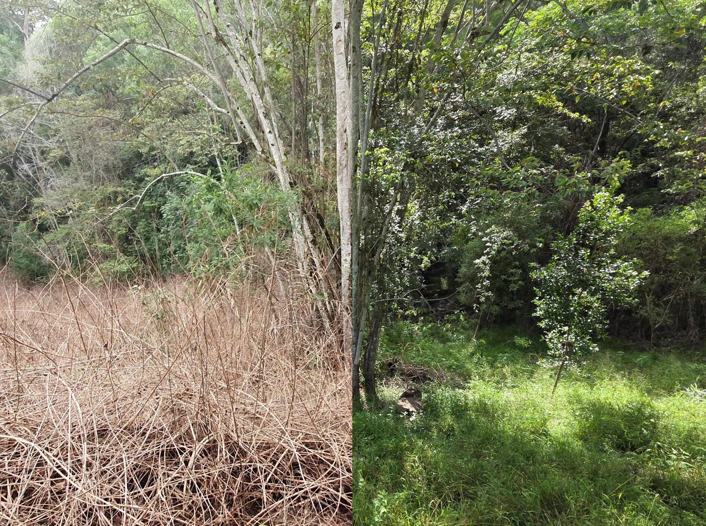 Woodford Forest Restoration